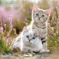Calendario 2016 cats  