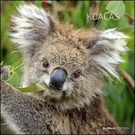 Calendario 2023 Koalas 30x30