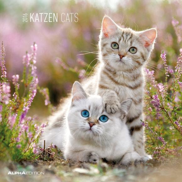 Calendario 2016 cats  