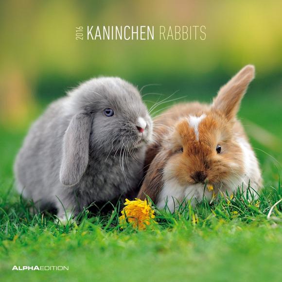 Calendario 2016 Rabbits 