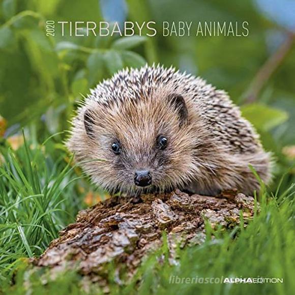 Calendario 2020 Baby Animals 30x30 cm